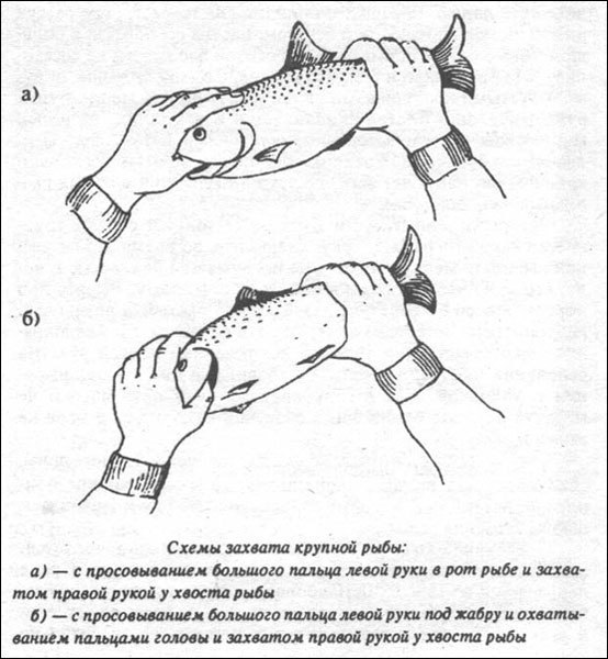 Как ловить рыбу руками