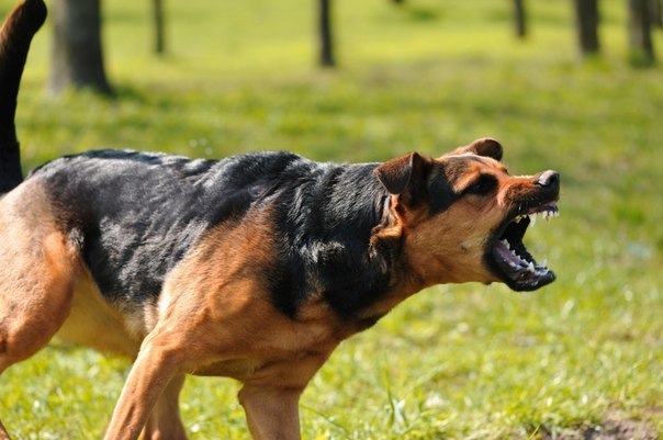 Двинешься - разорвет: Как спастись от агрессивной собаки