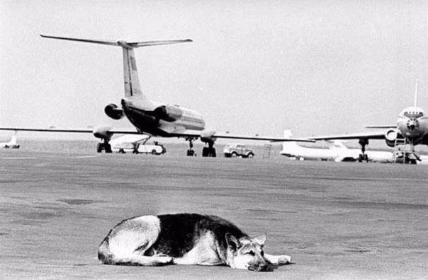 Пронзительная история собаки, брошенной хозяином в аэропорту