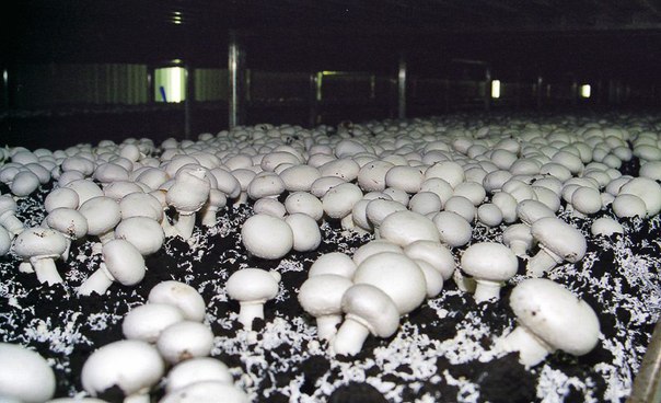 Подземные фермы: Выращивание грибов в подвале во время БП