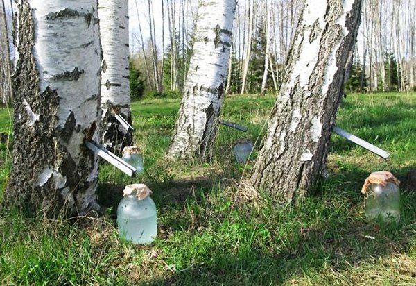 Сбор березового сока