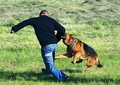 Советы спецов: как спастись от нападения злой собаки
