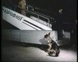 Пронзительная история собаки, брошенной хозяином в аэропорту